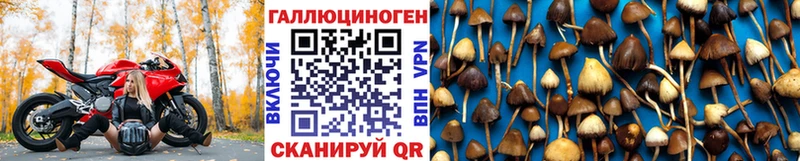 Псилоцибиновые грибы Psilocybe  hydra tor  Алушта 